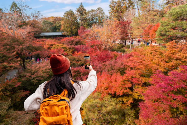 Kyoto Fall Foliage Calendar: Top Autumn Viewing Spots & Illuminations (Updated Yearly)