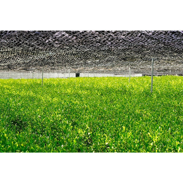 Magouemon Yamashiro Premium Uji Matcha Hand-Picked & Stone Milled 40g