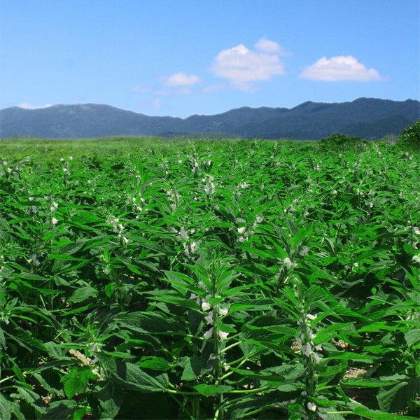 Manten Roasted Japanese Black Sesame Seeds From Kyushu 30g