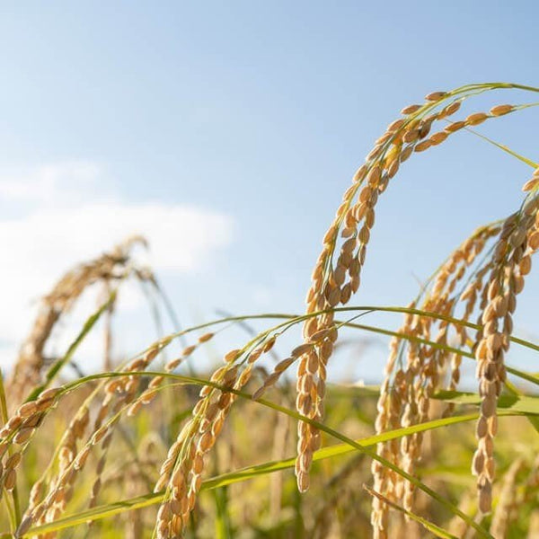 Tatatado Organic Rice Flour From Japanese Yamada Nishiki Rice 200g