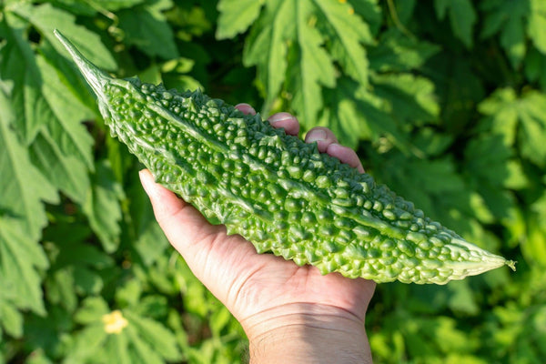 Goya – The Bitter Okinawan Superfood-Japanese Taste