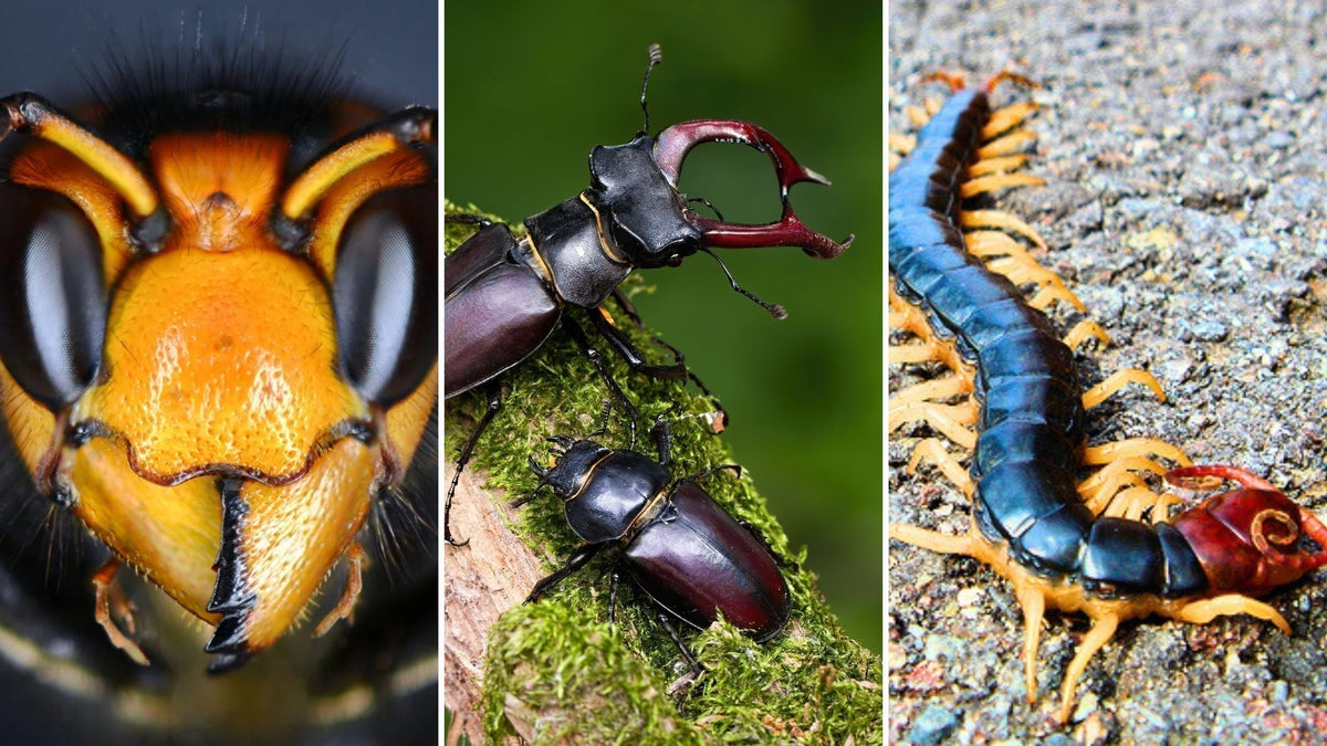 Mujuru Insect Japanese Insects Guide: Meet the 10 Most Common Mushi in Japan