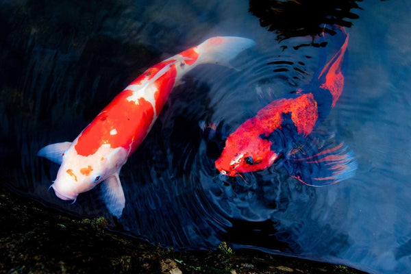 Koi Fish in Japanese Culture: Significance, Symbolism, and Art