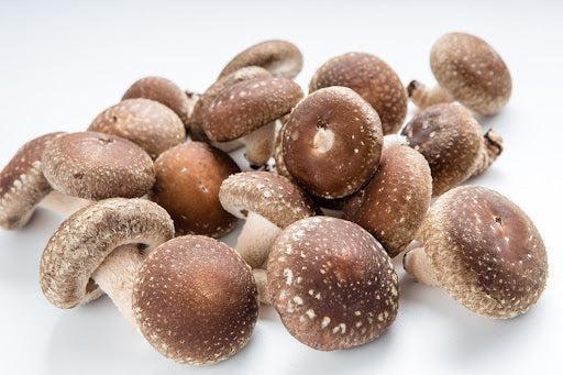 Shiitake: The Very Common Mushroom in Japanese Cuisine