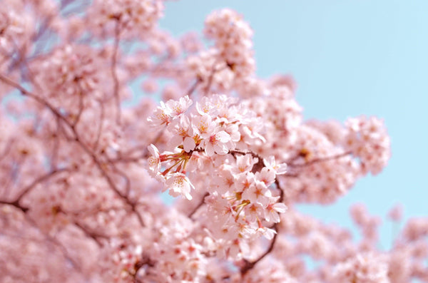 The Ultimate Guide to Throwing a Japanese-style Hanami Party to Remember!