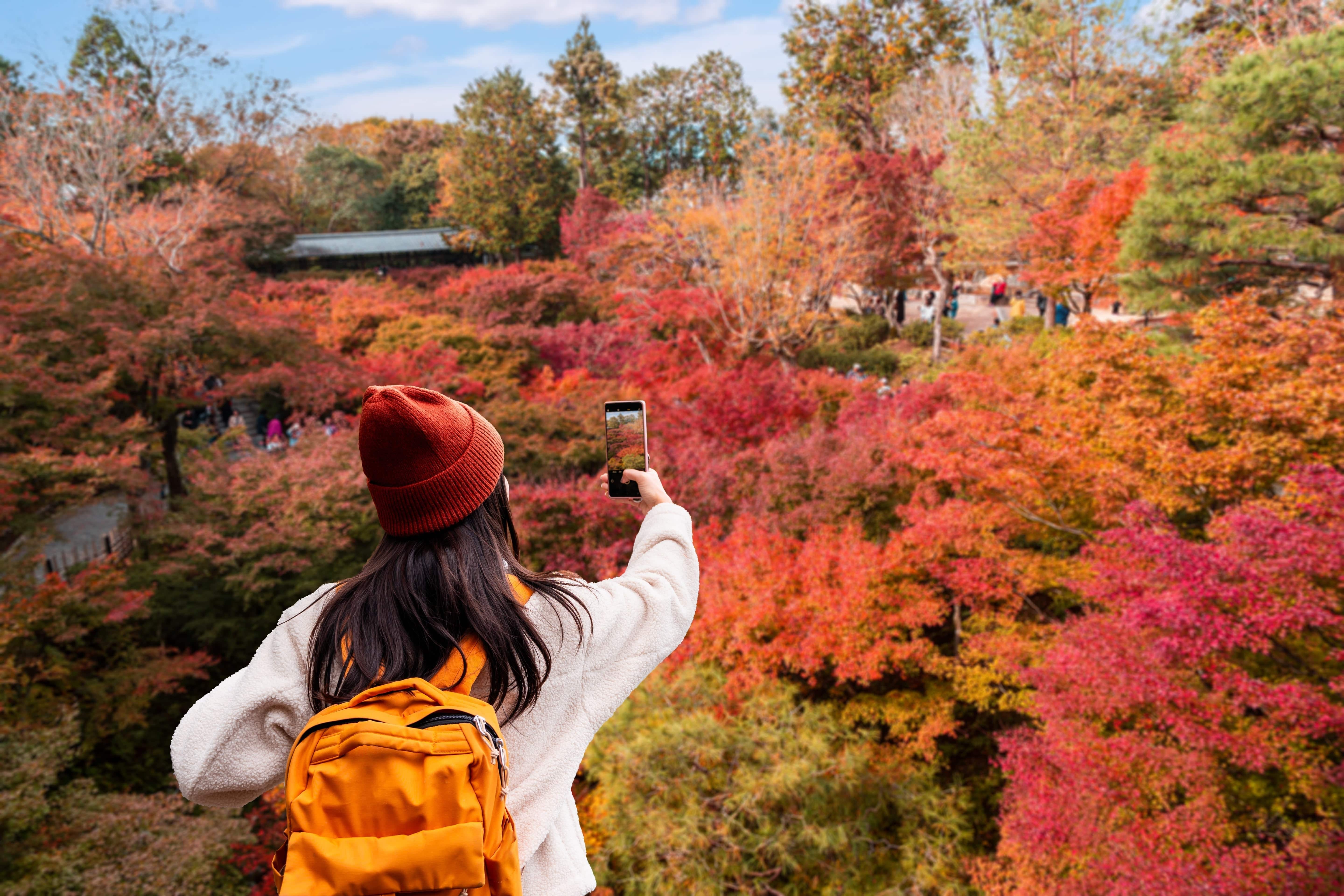 Kyoto Fall Foliage Calendar: Top Autumn Viewing Spots & Illuminations (Updated Yearly)
