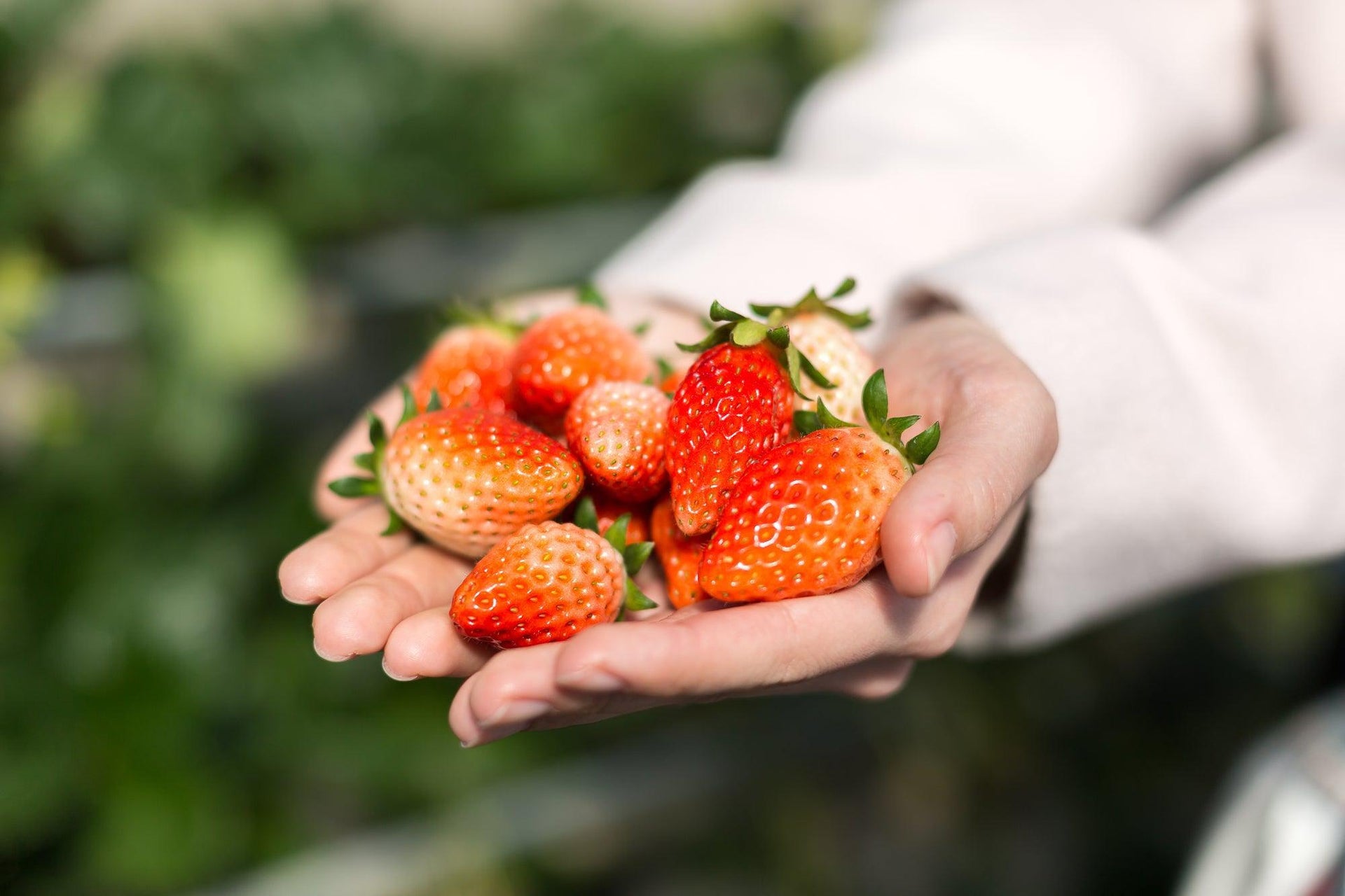 Fruit Basket