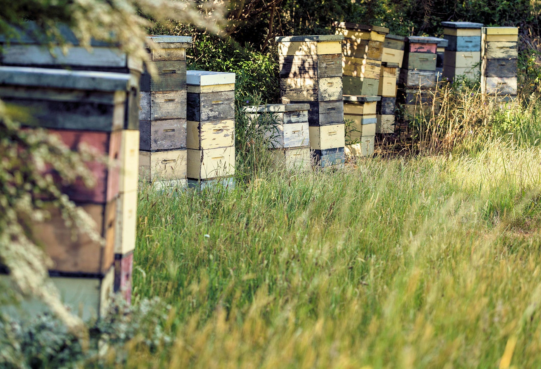 honey mother manuka honey farm